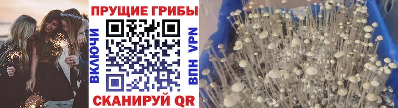 Псилоцибиновые грибы мухоморы  Плавск 